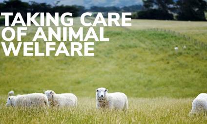 Taking care of animal welfare