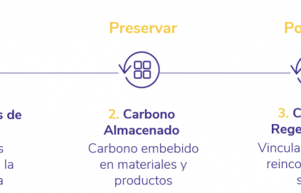 ciclo completo del carbono